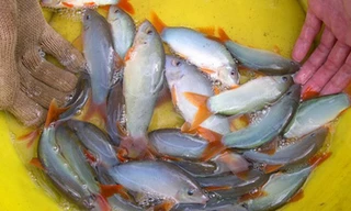 Cá “heo” nước ngọt thương phẩm. Ảnh: Ngọc Huyền.