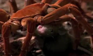 Xem nhện “khủng” bắt sống chuột ăn thịt