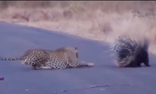 Báo gấm dùng tuyệt chiêu 'xuyên thủng' áo giáp của nhím