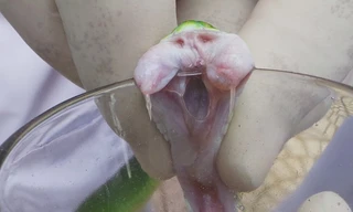 Cận cảnh lấy nọc độc chết người của rắn lục đuôi đỏ