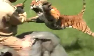 Hổ lao thẳng vồ người cưỡi voi giữa ruộng lúa