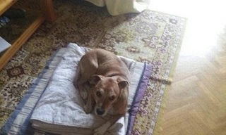 300.000 người ký đơn xin tha chết cho chó nghi nhiễm Ebola