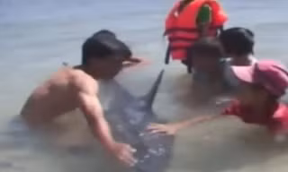 Phát hiện cá heo bơi lạc vào đìa tôm bỏ hoang