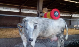 Cộng đồng mổ bò