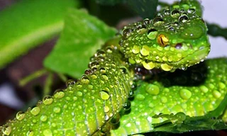 Rắn lục đuôi đỏ.