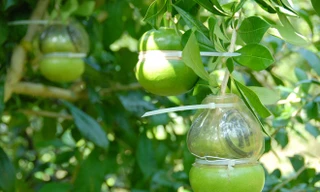 Đào tiên hồ lô giá hơn 1 triệu đồng/cặp ở miền Tây