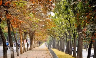 Hàng cây trên phố Kim Mã là một trong những địa điểm giới trẻ thường xuyên tới chụp ảnh.