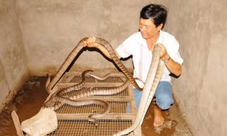 Thông thường những hộ nuôi rắn trong nhà để bán thương phẩm thường chọn loại hiền, không có độc, song họ vẫn khẳng định, phải xây chuồng xi măng hay bao lưới nuôi để đảm bảo không cho rắn xổng ra ngoài.