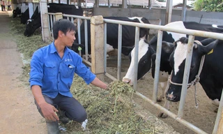 Mộc Châu “trở mình” bằng quy trình VietGAP 