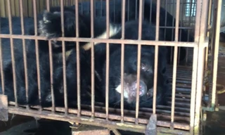 Xâm nhập lãnh địa nuôi gấu lớn nhất miền Bắc