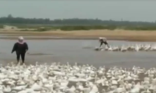 Tiêu hủy gần 1.000 con vịt nhiễm cúm A/H5N1