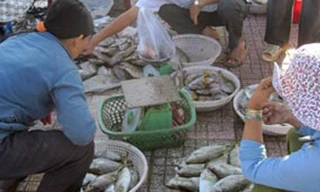 Bán mạng săn đỉa biển dưới đáy đại dương