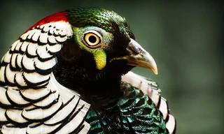 Chim trĩ hoàng đế có giá 10 triệu đồng/con