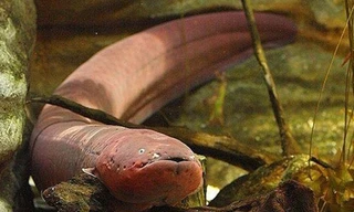 Khả năng phóng điện là lợi thế giúp cá chình điện dễ dàng bắt mồi. Ảnh: Wikipedia.