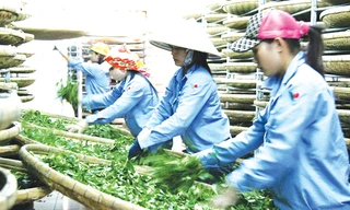 Chế biến chè tại TP Đà Lạt.