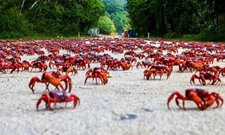 Cận cảnh cuộc di cư của 120 triệu con cua đỏ