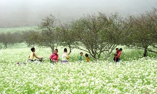 Ngẩn ngơ trước những loài hoa tuyệt đẹp vùng Tây Bắc