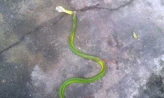 Rắn lục đuôi đỏ dài gần 1 mét xuất hiện tại Hội An