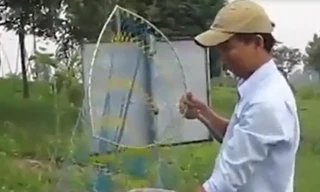 Câu được cá rô phi nặng...3kg