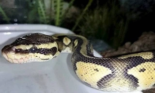 Tá hỏa phát hiện trăn trong bồn tắm