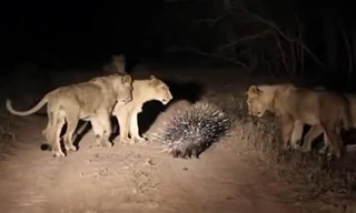 Nhím dùng 'áo giáp' lợi hại đối đầu bầy sư tử