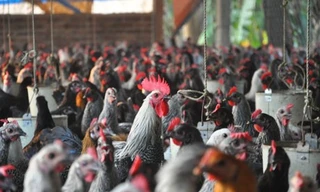 Trang trại gà Ai Cập cho thu nhập tiền tỷ giữa thủ đô