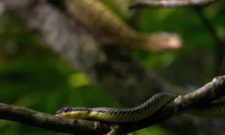 Kinh ngạc rắn bay giữa không trung