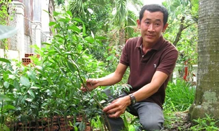 Mỗi năm trồng ổi, bán cây giống đem lại nguồn thu nhập khoảng tỷ đồng cho gia đình anh Khương