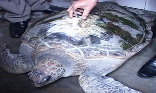 Rùa biển quý hiếm nặng hơn 50 kg mắc vào lưới cá ngư dân.