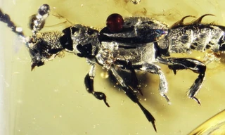 Phát hiện hóa thạch hổ phách của sinh vật kì lạ