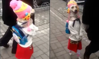 Clip chó cưng đeo ba lô, thong dong dạo phố bằng 2 chân