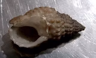 Vỏ con ốc mà gia đình anh Quý đã ăn.