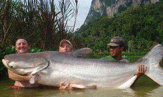 Dòng Mê Kông luôn hấp dẫn các tay câu từ khắp nơi trên thế giới vì có có nhiều cá "khổng lồ". Ảnh Sam.