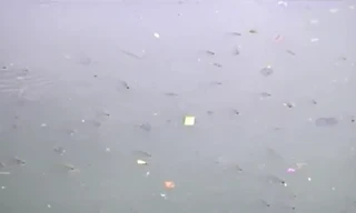 Cá kênh Nhiêu Lộc ngoi ngóp vì ô nhiễm