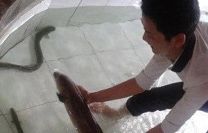 Bắt được cá chình 'khủng' trên sông Vàm Cỏ