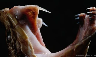 Thực hư về loài rắn khổng lồ ăn thịt người ở Indonesia