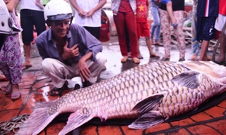 Con cá hô bán được hơn 162 triệu đồng.