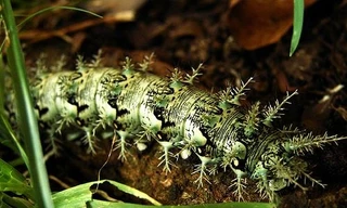 Cận cảnh loài sâu róm giết người bằng bộ lông tuyệt đẹp