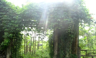 Khu mộ của gia đình 'Công tử Bạc Liêu'