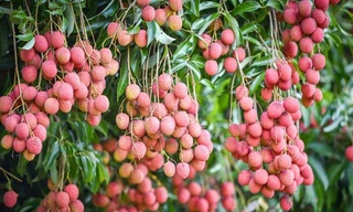 Đưa vải thiều Việt Nam vươn ra thế giới