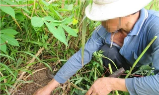 Dựng tóc gáy xem cao thủ thu phục mãng xà cực độc ở miền Tây