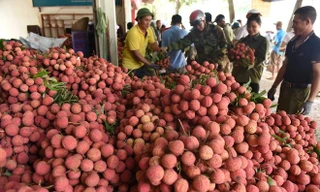 Năm bộ đồng ý cho thương nhân Trung Quốc nhập cảnh thu mua vải thiều