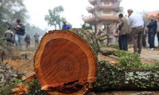 Lô gỗ sưa 'trăm tỷ' chưa thể tổ chức đấu giá lần 5