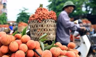 Lãnh đạo Bộ NN&PTNT cho biết, sẽ thành lập tổ liên ngành giải quyết những vấn đề phát sinh khi tiêu thụ nông sản