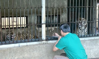 Tiêm vắc-xin cho hổ - công việc không dành cho người yếu tim