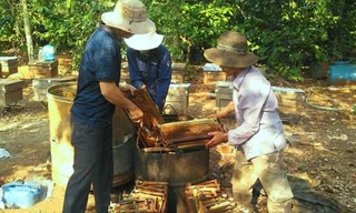 Chuẩn bị quay mật ong