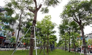 Chính thức phê duyệt đề án trồng 1 tỷ cây xanh