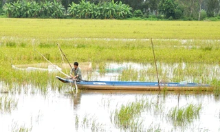 Bỏ lúa vụ 3, nông dân mưu sinh mùa nước nổi 