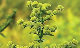 Cây thanh hao hoa vàng