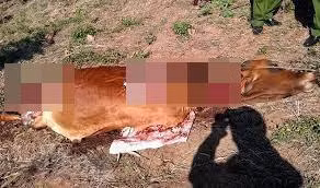 Lão nông tá hỏa phát hiện con bê của gia đình bị giết thịt vào sáng sớm